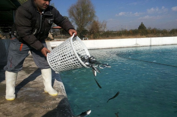 17 هزار قطعه ماهی در استخرهای البرز رهاسازی شد