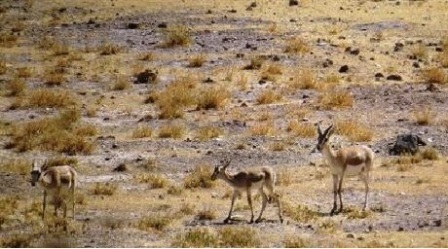 هیچ موردی ازبیماری طاعون نشخوار کنندگان کوچک در قزوین گزارش نشده است