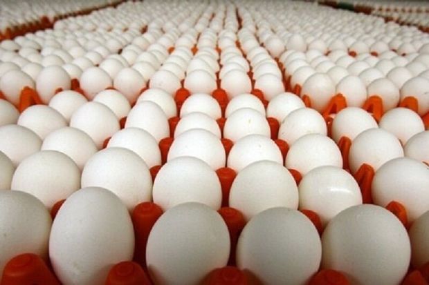 تخم مرغ غنی شده با اسید فولیک در اصفهان رونمایی شد