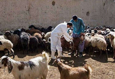 ۸۱ هزار آزمایش تشخیص بیماری دامی درهرمزگان انجام شد