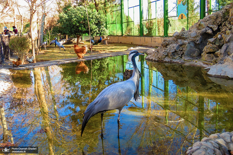 باغ پرندگان اصفهان‎‎