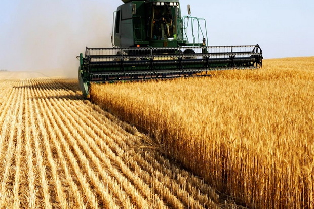 خرید گندم در آذربایجان غربی از مرز 520 هزار تن گذشت