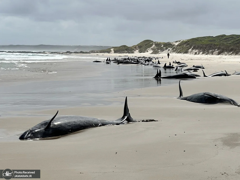 منتخب تصاویر امروز جهان - 4 و 5 اسفند 1403