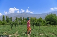 برداشت توت فرنگی در کشمیر ھند (1)