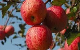 صادرات 50 هزار تن سیب درختی آذربایجان غربی به خارج از کشور