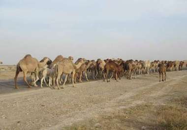 آغاز کوچ بهاره عشایر پرورش دهنده شتر از مناطق قشلاقی شهرستان خنج