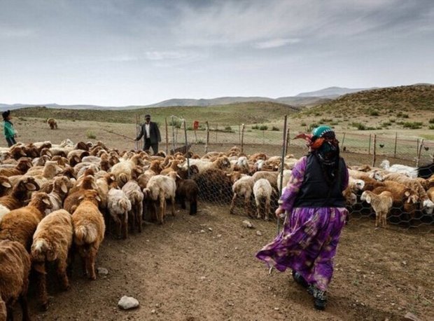 130 میلیارد تومان خسارت خشکسالی به عشایر خراسان شمالی