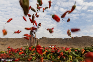 منتخب تصاویر امروز جهان- 14 آبان 1400