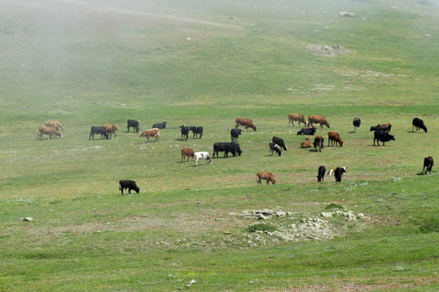 188 پرونده تخلف در عرصه منابع طبیعی خوی تشکیل شد