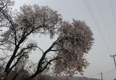 سرمازدگی باغات چهارمحال و بختیاری  دما به 4 درجه زیر صفر رسید