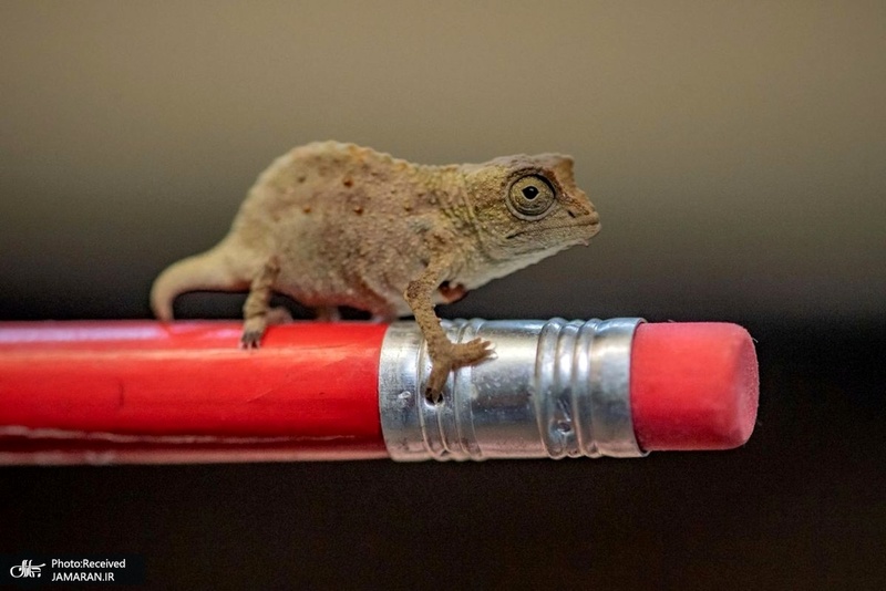 منتخب تصاویر امروز جهان- 11 بهمن