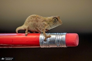 منتخب تصاویر امروز جهان- 11 بهمن