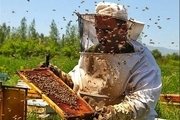 صدور بیش از ۷۴۰ پروانه زنبورداری در استان کردستان