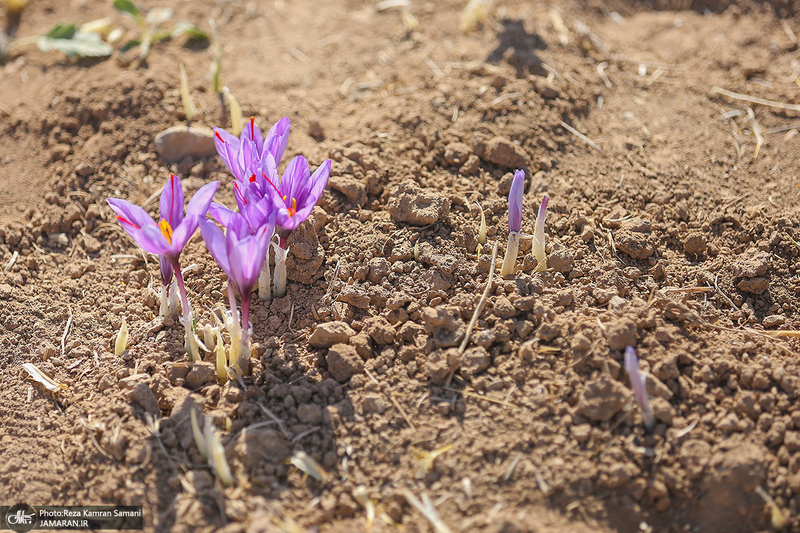 برداشت زعفران از مزارع استان چهارمحال و بختیاری