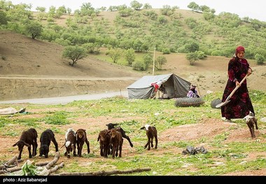 سه هزار نفر از عشایر سلسله بیمه اجتماعی هستند