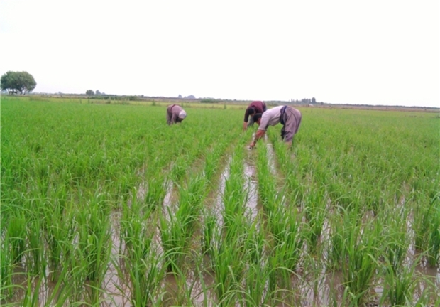 بیمه محصول برنج در خوزستان منع قانونی ندارد