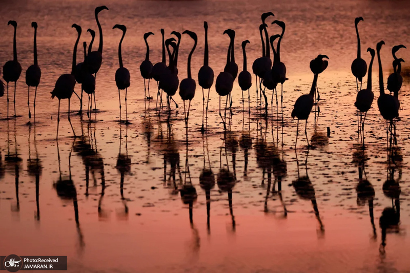 منتخب تصاویر امروز جهان - 21 و 22 دی 1403