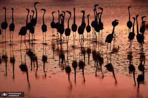 منتخب تصاویر امروز جهان - 21 و 22 دی 1403