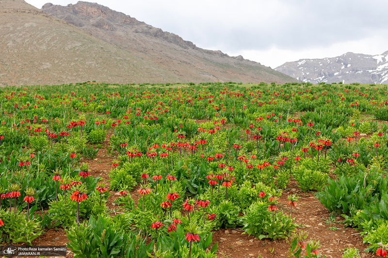 دشت لاله های واژگون کوهرنگ