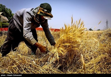 نیمی از بهای گندم خریداری شده کشاورزان اسدآبادی پرداخت شد