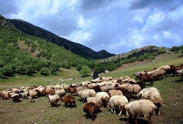 گشت مراتع کردستان مانع ورود بیش از 18 هزار راس دام مهاجر شد