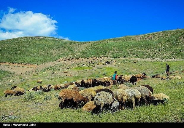 طرح کنترل کوچ دام با هدف بهبود پوشش گیاهی در شهرضا اجرا می‌شود