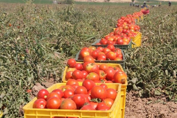 سرما، دلیل اصلی افزایش قیمت گوجه فرنگی درگیلان اعلام شد