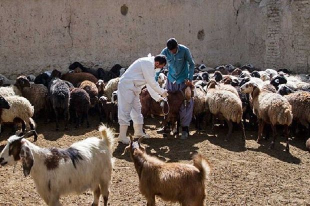 مایه کوبی دام‌ها علیه بیماری تب برفکی در قصرشیرین آغاز شد