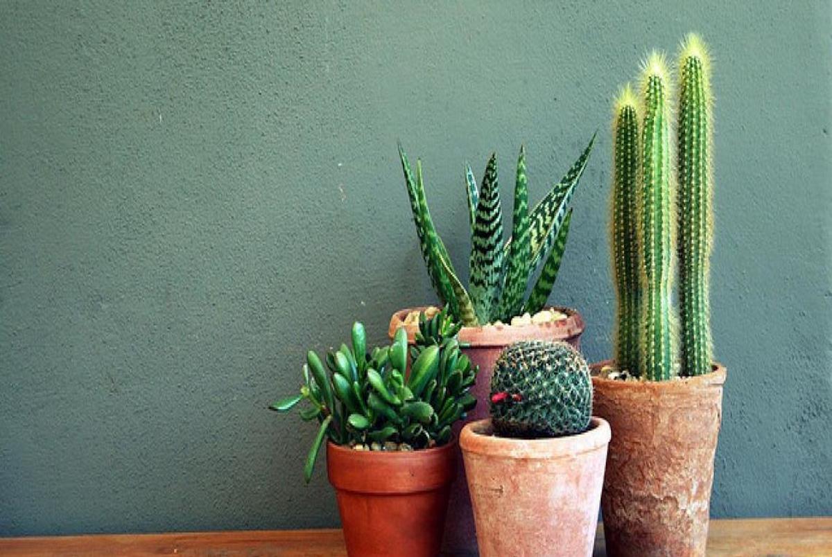  7 ترفند را برای تقویت گیاهان آپارتمانی