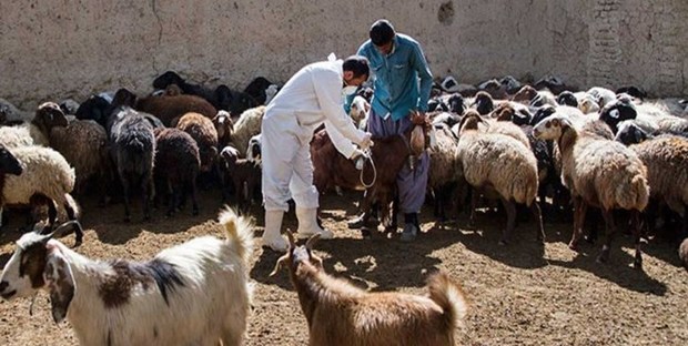 3 میلیون راس دام سبک در آذربایجان غربی ایمن سازی می شوند