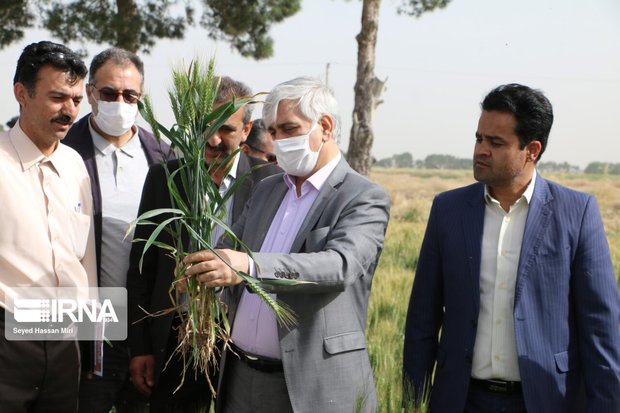 انتقال دانش از مراکز تحقیقاتی به مزرعه رویکرد مهم جهادکشاورزی است