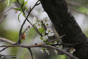 شکوفه های بهاری تهران