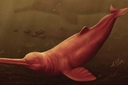 کشف فسیل بزرگترین دلفین رودخانه‌ای با قدمت 16 میلیون سال در پرو! + عکس