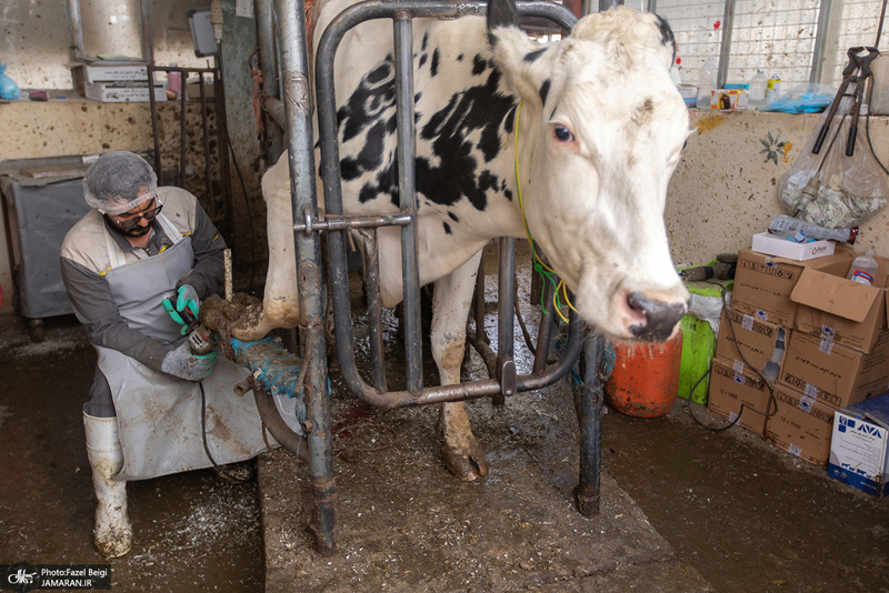 کارگران دامپروری؛ ستون‌های سلامت و آبادانی کشور