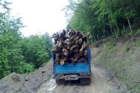 کشف 2 تن چوب جنگلی قاچاق در کازرون
