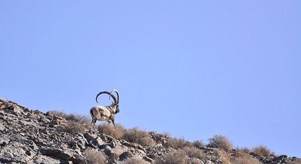 آغاز سرشماری حیات وحش در لرستان