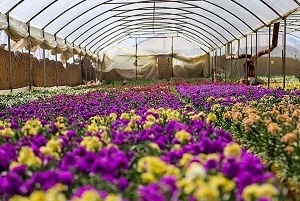 استان مرکزی رتبه نخست تولید گل در کشور   ارزآوری 15 میلیون دلاری و جایگاه دوازدهمی در جهان