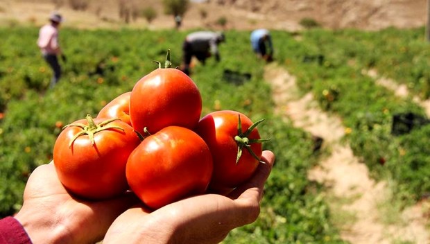 برداشت گوجه فرنگی در کهنوج یک ماه زودتر آغاز شد