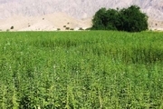 آغاز کشت کنجد در مزارع کشاورزی شهرستان دشتی بوشهر