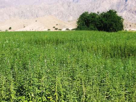آغاز کشت کنجد در مزارع کشاورزی شهرستان دشتی بوشهر