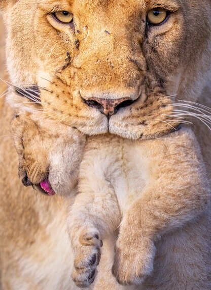 بهترین‌ عکس‌های طبیعت جهان را ببینید