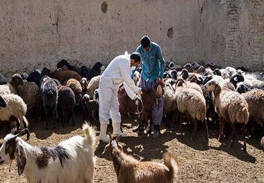 واکسیناسیون دام‌های سبک حاشیه مناطق حفاظت شده بافق آغاز شد