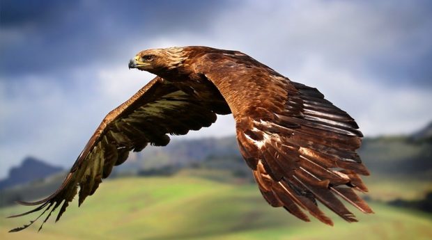 پرواز عقاب شاهی در زیستگاه بیوره ثبت شد
