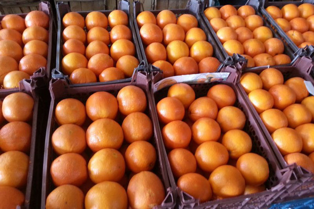 توزیع میوه نوروزی در استان مرکزی آغاز شد