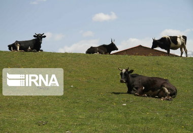 ۹۰ درصد شیر بوکان در دامداری‌های سنتی تولید می‌شود