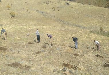 «کپه‌کاری» در ۲۰۰ هکتار از مراتع روستایی مهاباد آغاز شد