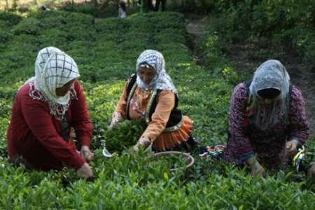 سازمان چای آماده انعقاد قرارداد خرید برگ سبزچای است