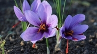 ۴ قدم ساده تا کاشت زعفران در گلدان خانگی