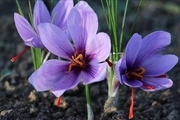 ۴ قدم ساده تا کاشت زعفران در گلدان خانگی