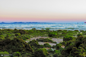 پارک زیتون قشم